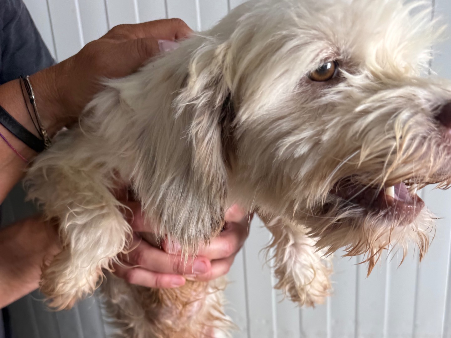 Adotta un cane, taglia piccola, maschio, Latina