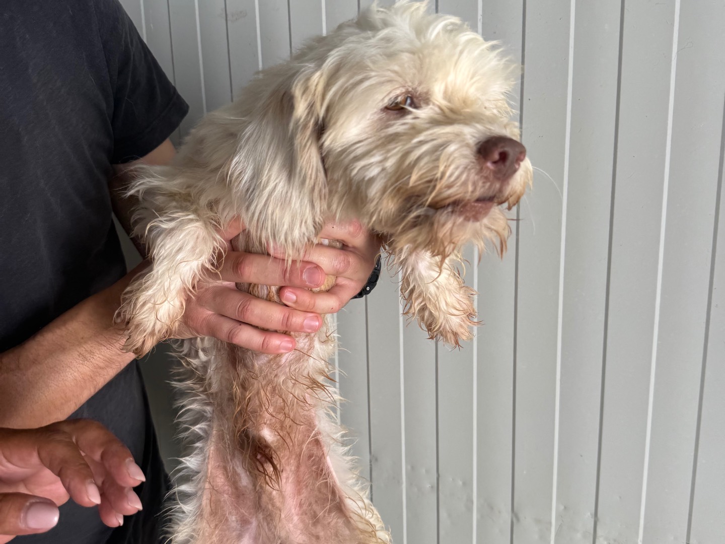 Adozione cane, maschio, Razza sconosciuta Razza sconosciuta, 9 mesi, taglia piccola, Latina