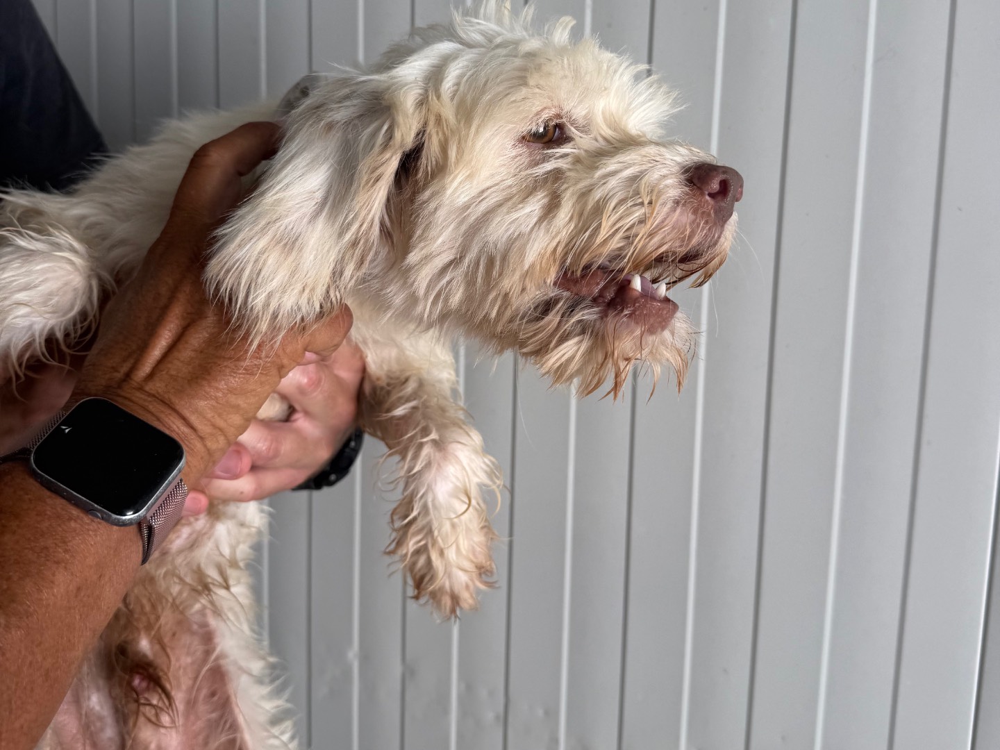 Vuoi adottare un cane a Latina?
