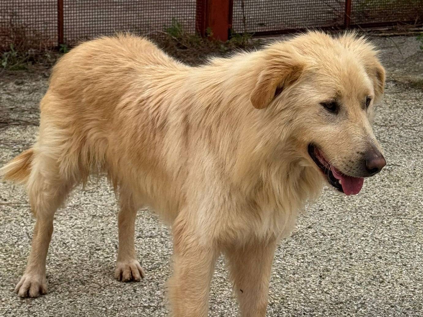 Adotta il cane WhiskyBianca a Varese