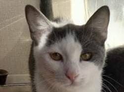 Foto 3 dell'animale