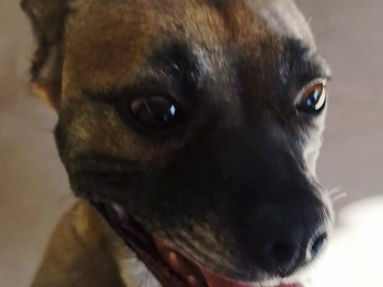 Vuoi adottare un cane a Roma?