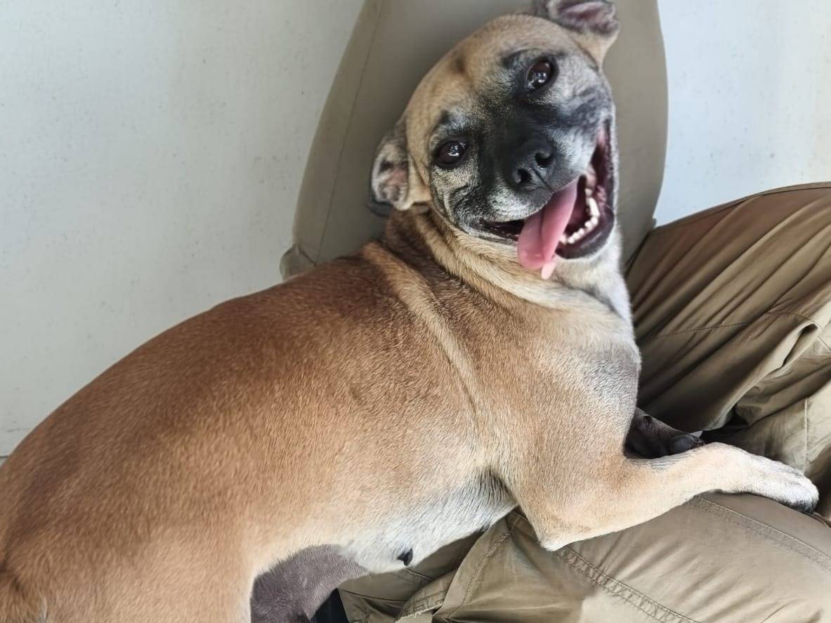 Adotta il cane zoe a Roma