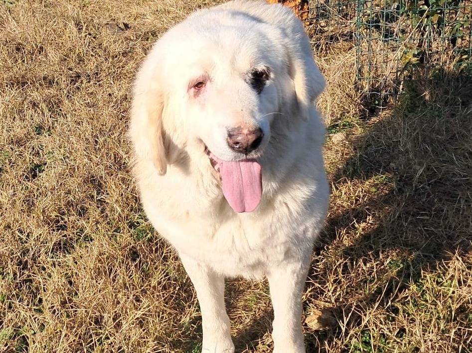 Vuoi adottare un cane a Mantova?