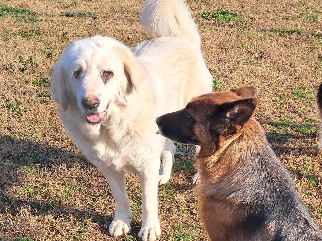 Adotta il cane VITA a Mantova