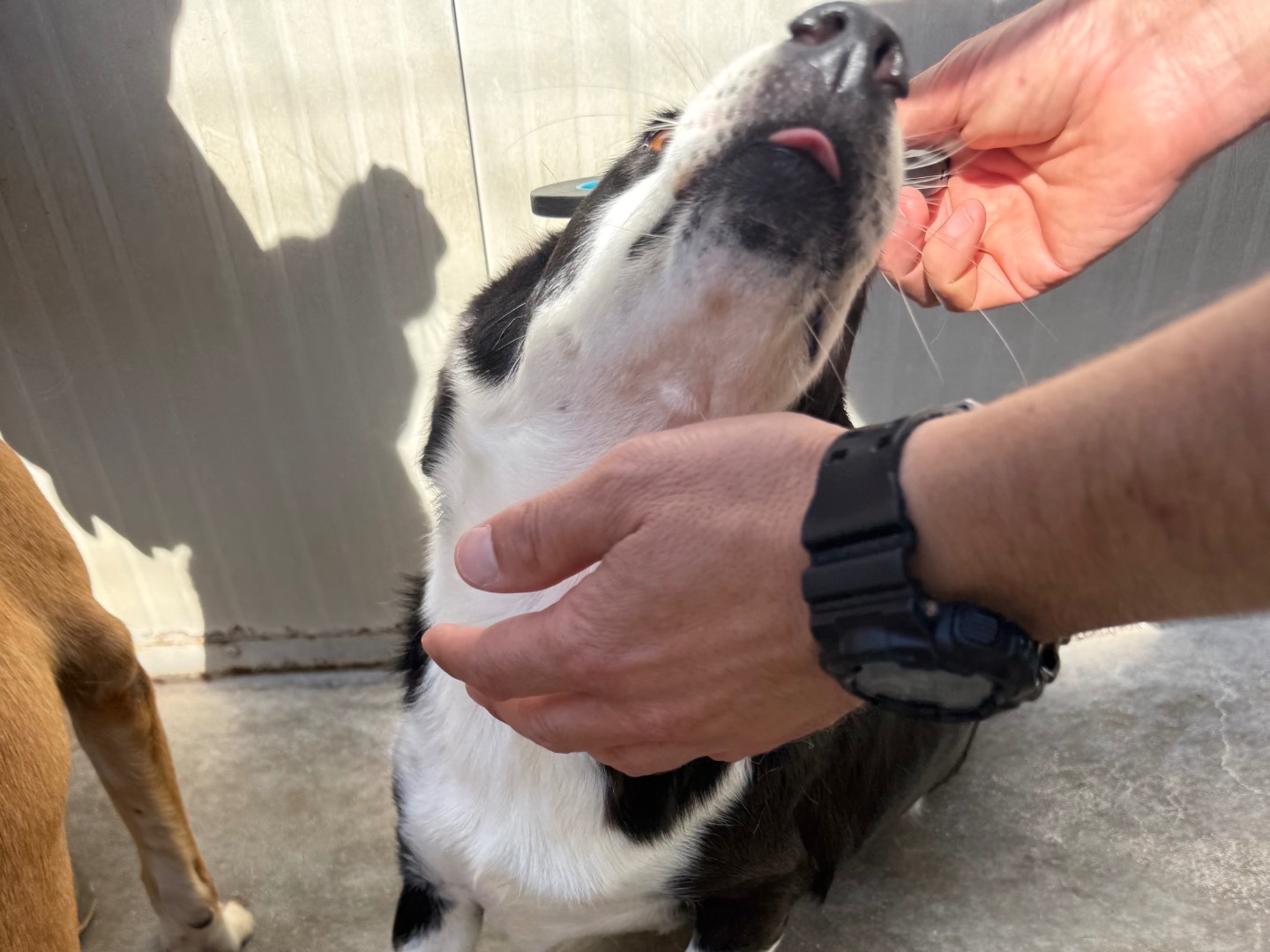 Adotta un cane, taglia media contenuta, femmina, Latina