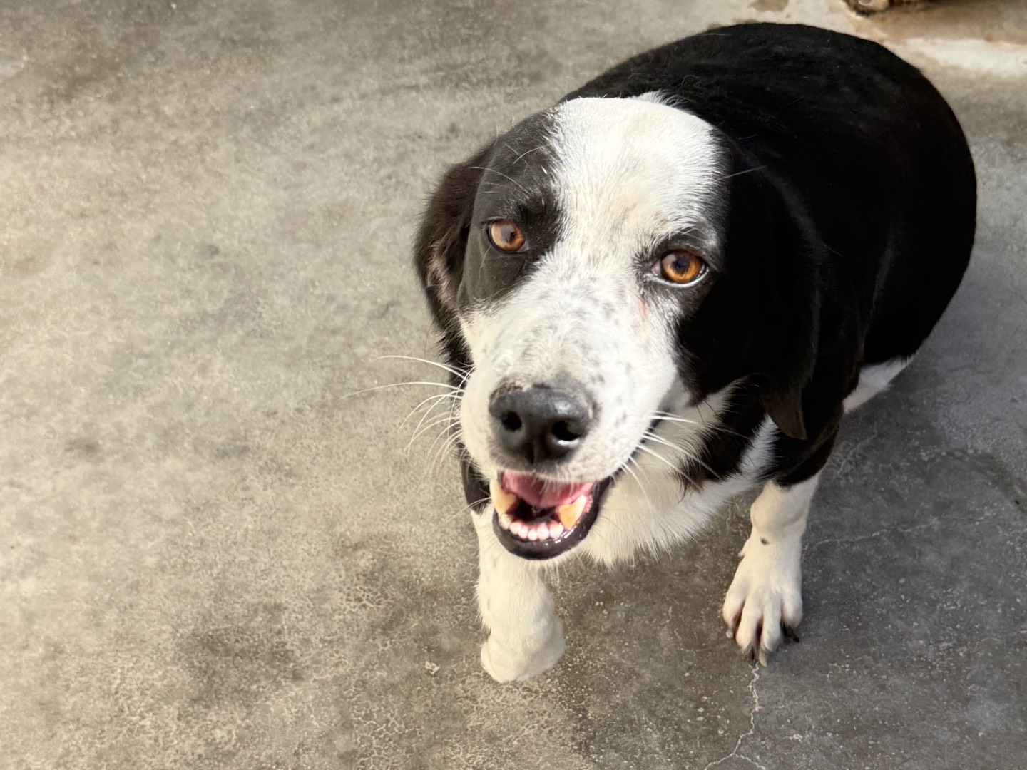 Adozione cane, femmina, Razza sconosciuta Razza sconosciuta, 2 anni e 7 mesi, taglia media contenuta, Latina