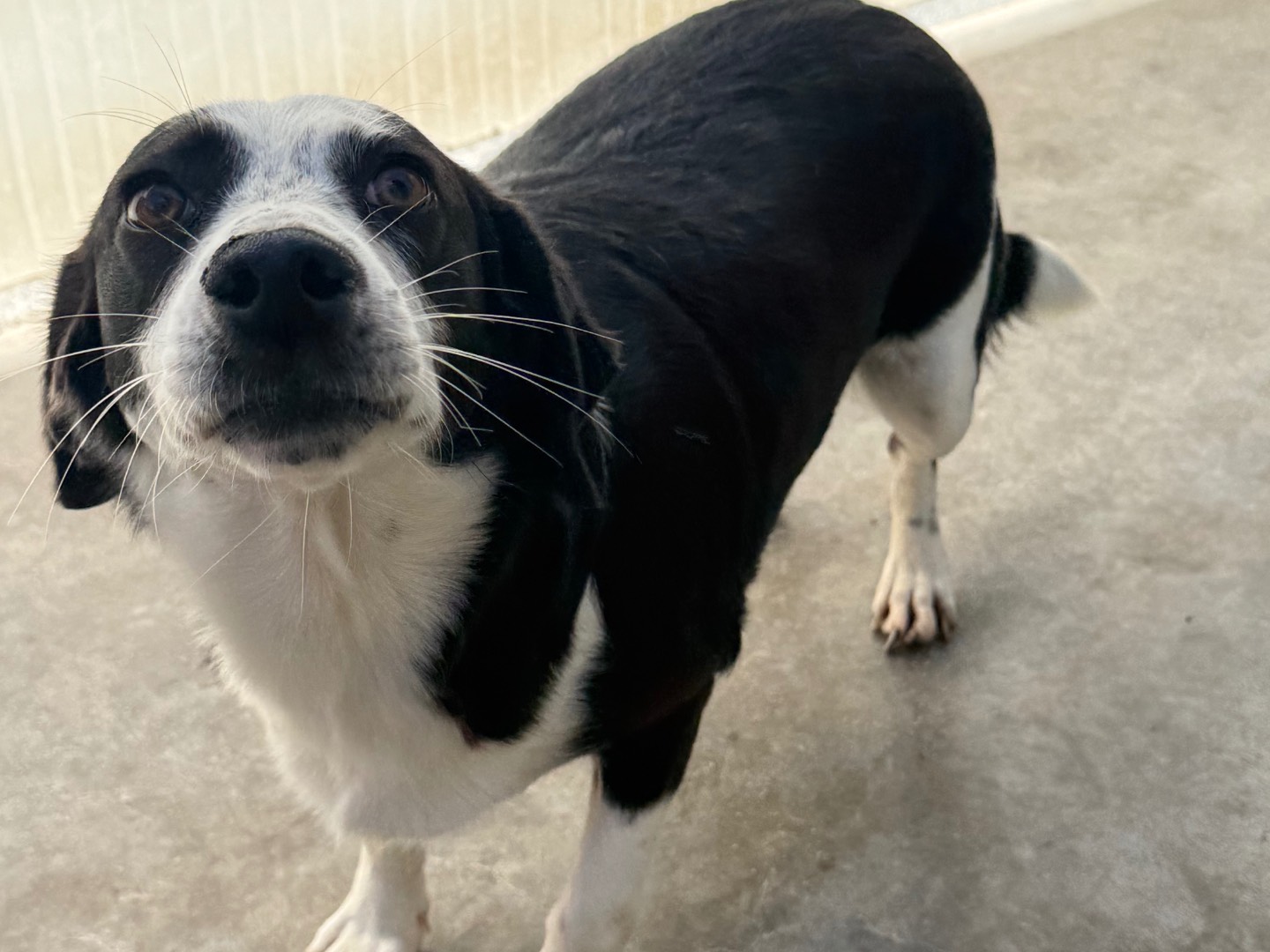 Adotta un cane, femmina, 2 anni e 7 mesi, Latina