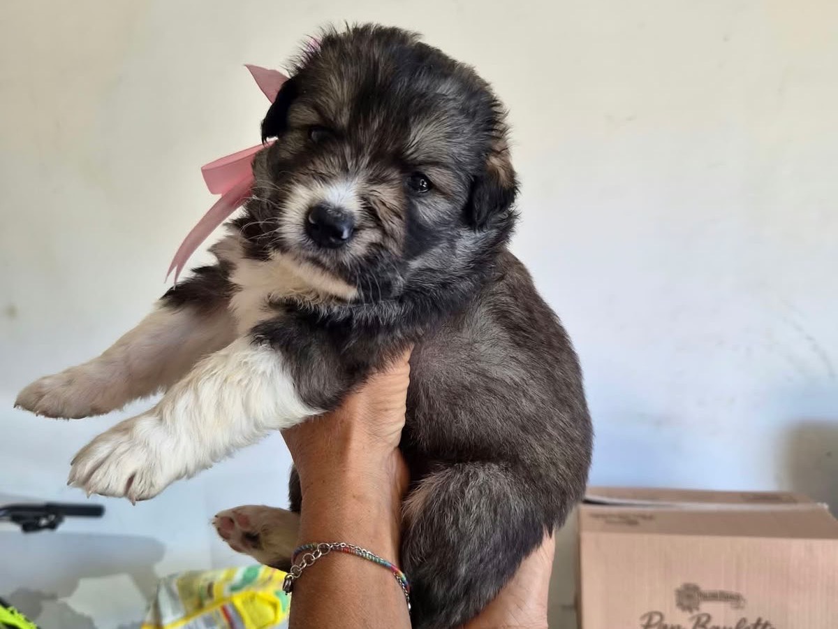 Adozione cane, femmina, Razza sconosciuta Razza sconosciuta, 1 mese, taglia media, Avellino