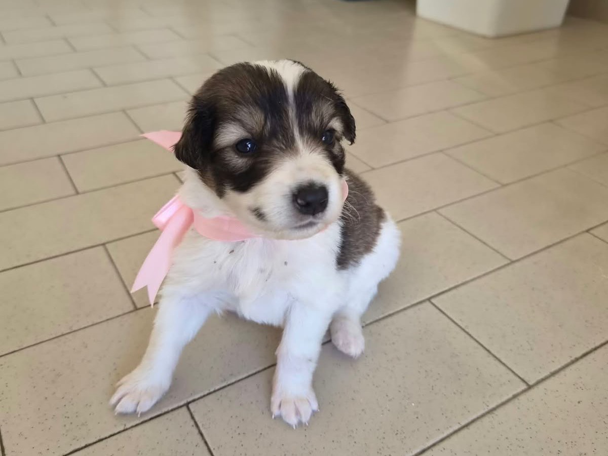 Adozione cane, femmina, Razza sconosciuta Razza sconosciuta, 1 mese, taglia media, Avellino
