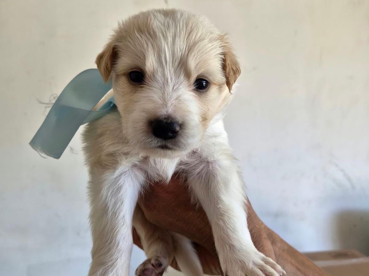 Adozione cane, maschio, Razza sconosciuta Razza sconosciuta, 1 mese, taglia media, Avellino