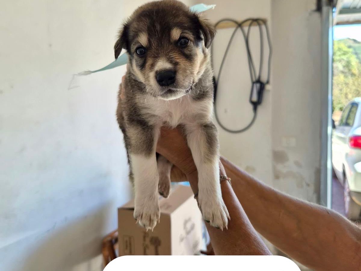 Adozione cane, maschio, Razza sconosciuta Razza sconosciuta, 1 mese, taglia media, Avellino