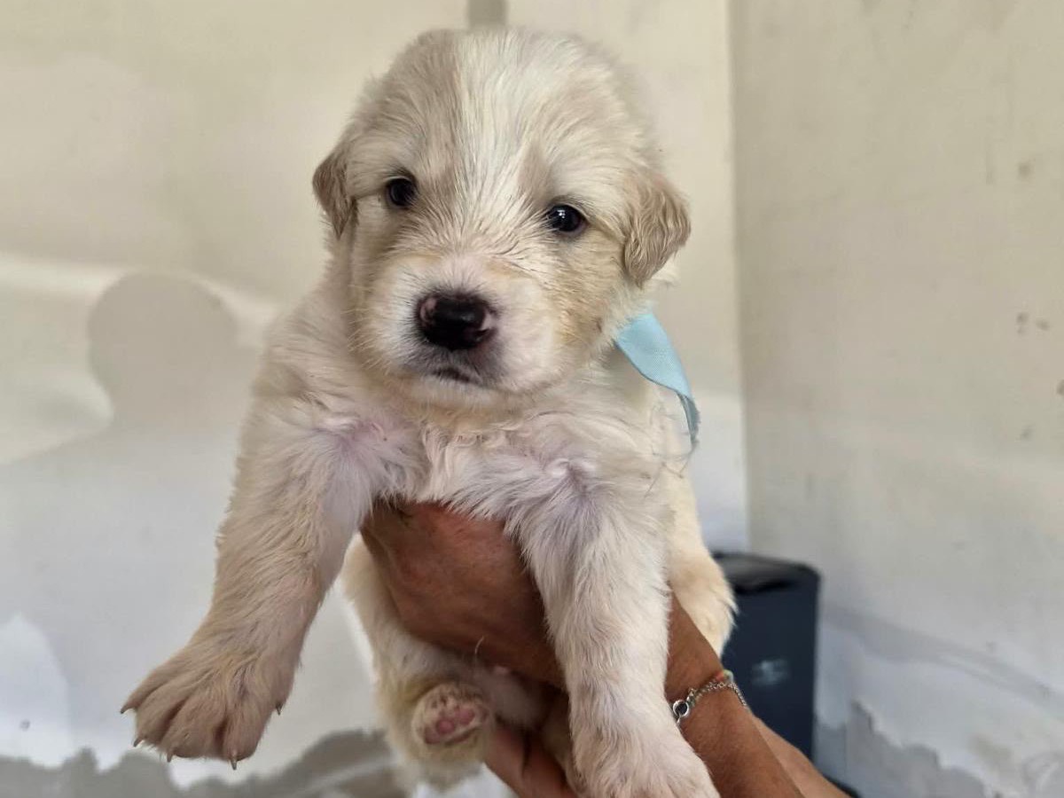 Adozione cane, maschio, Razza sconosciuta Razza sconosciuta, 1 mese, taglia media, Avellino
