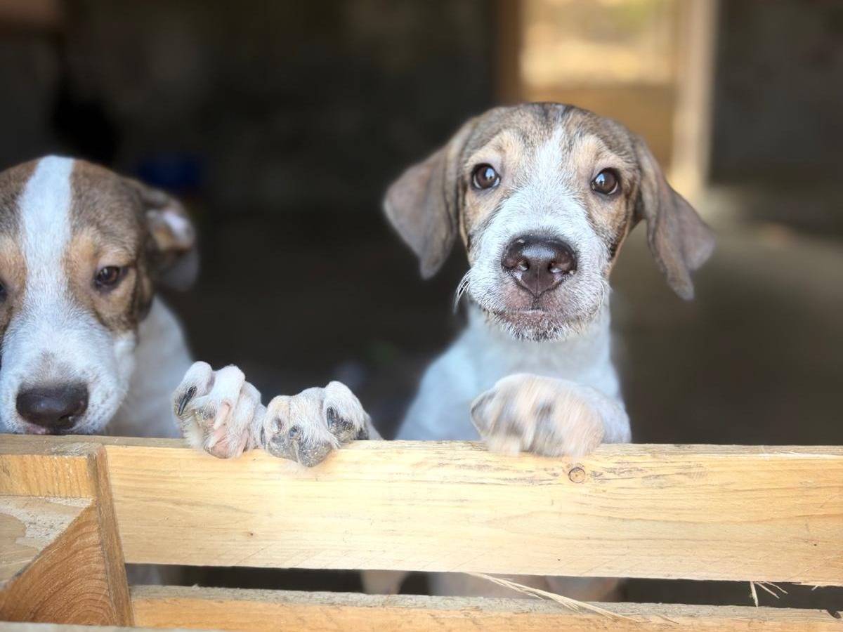 Adotta un cane, maschio, 4 mesi, Siracusa
