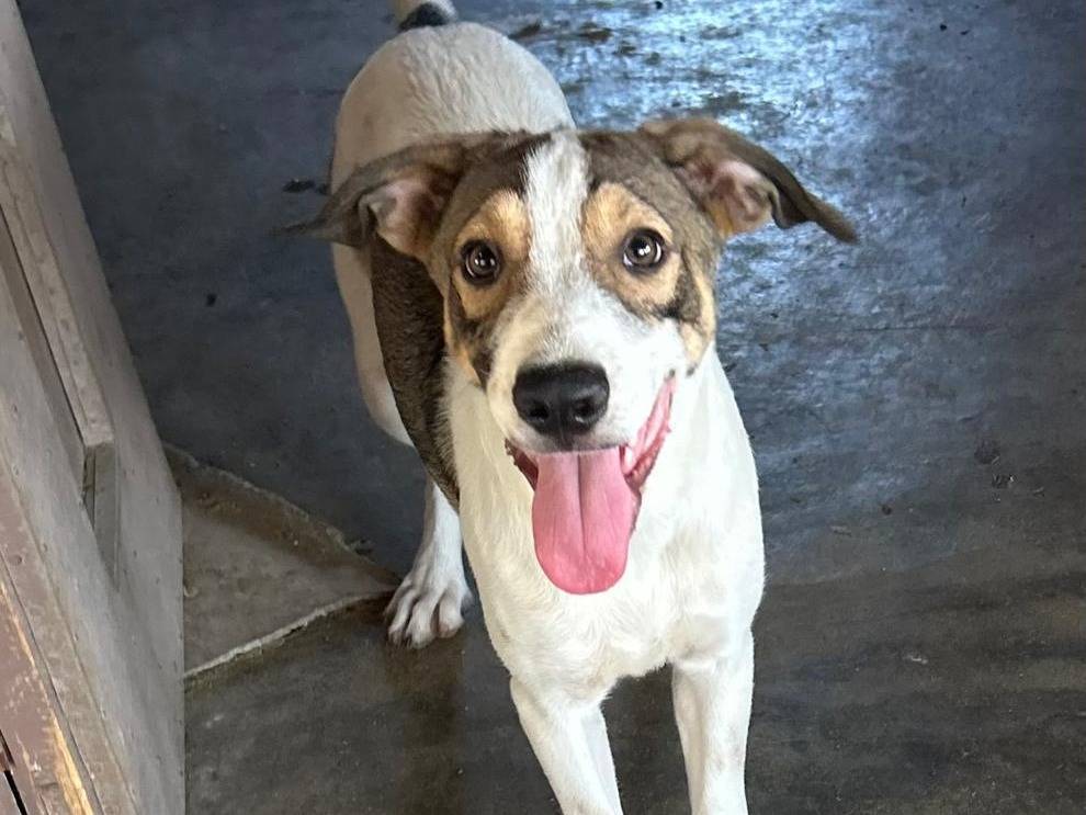 Adozione cane, maschio, Razza sconosciuta Razza sconosciuta, 4 mesi, taglia media, Siracusa