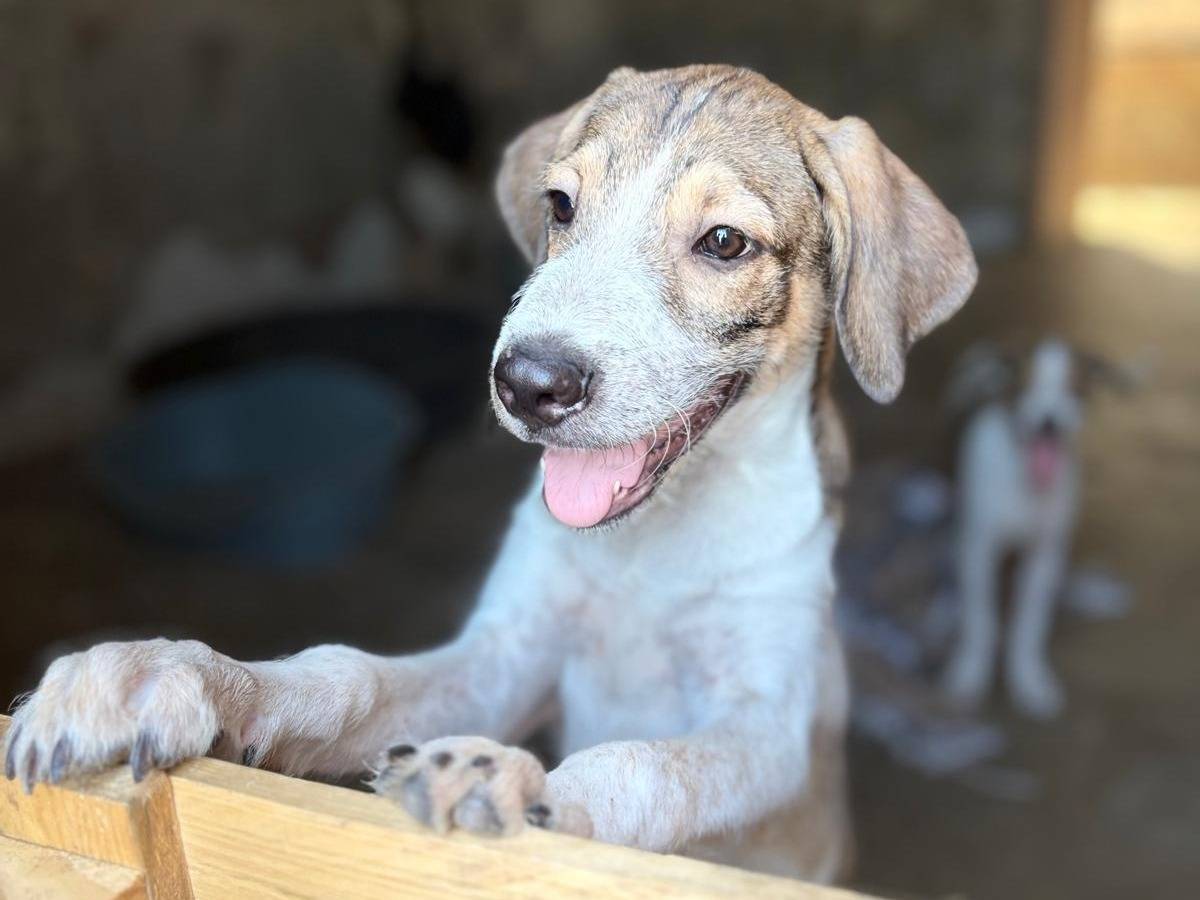 Adotta un cane, taglia media, maschio, Siracusa