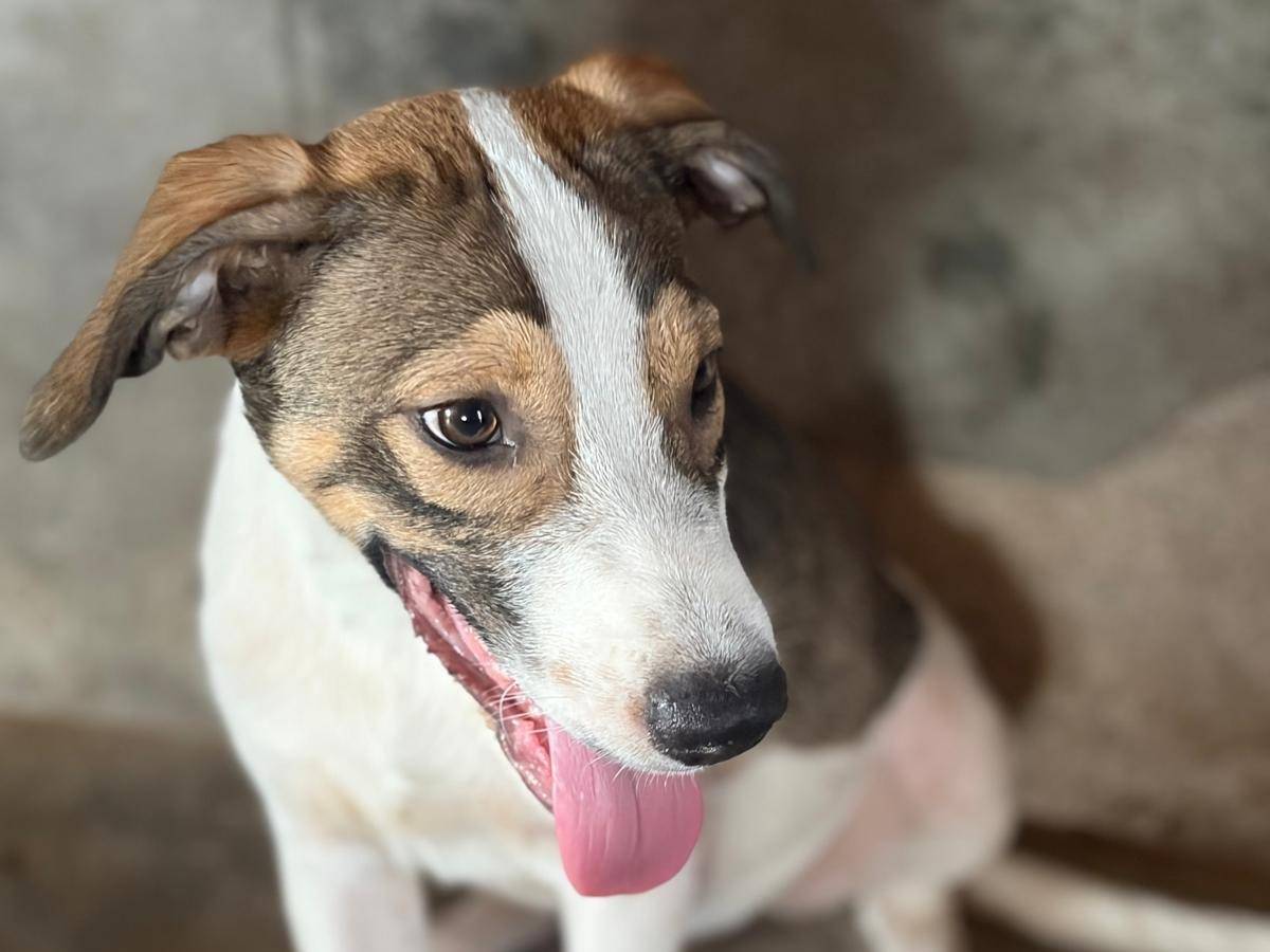 Vuoi adottare un cane a Siracusa?