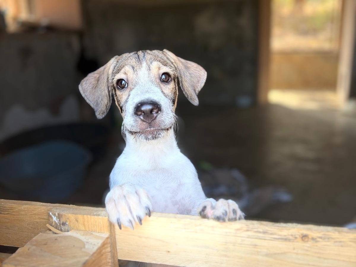 Adotta il cane Leon e Byron a Siracusa