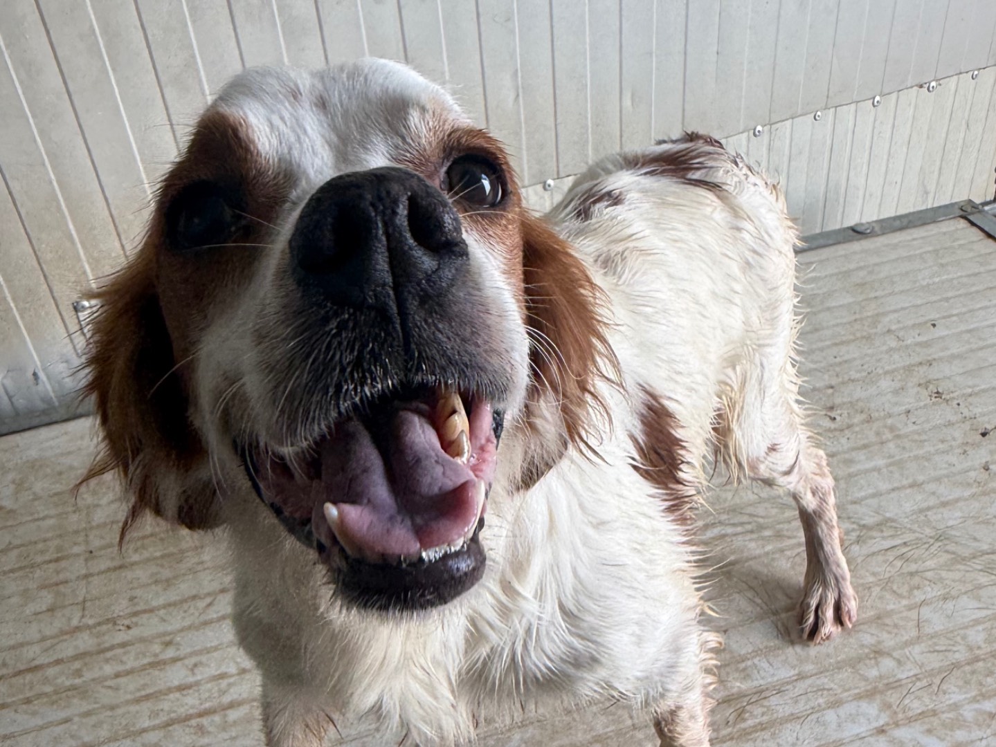 Adozione cane, maschio, Breton Razza sconosciuta, 5 anni e 6 mesi, taglia media contenuta, Latina