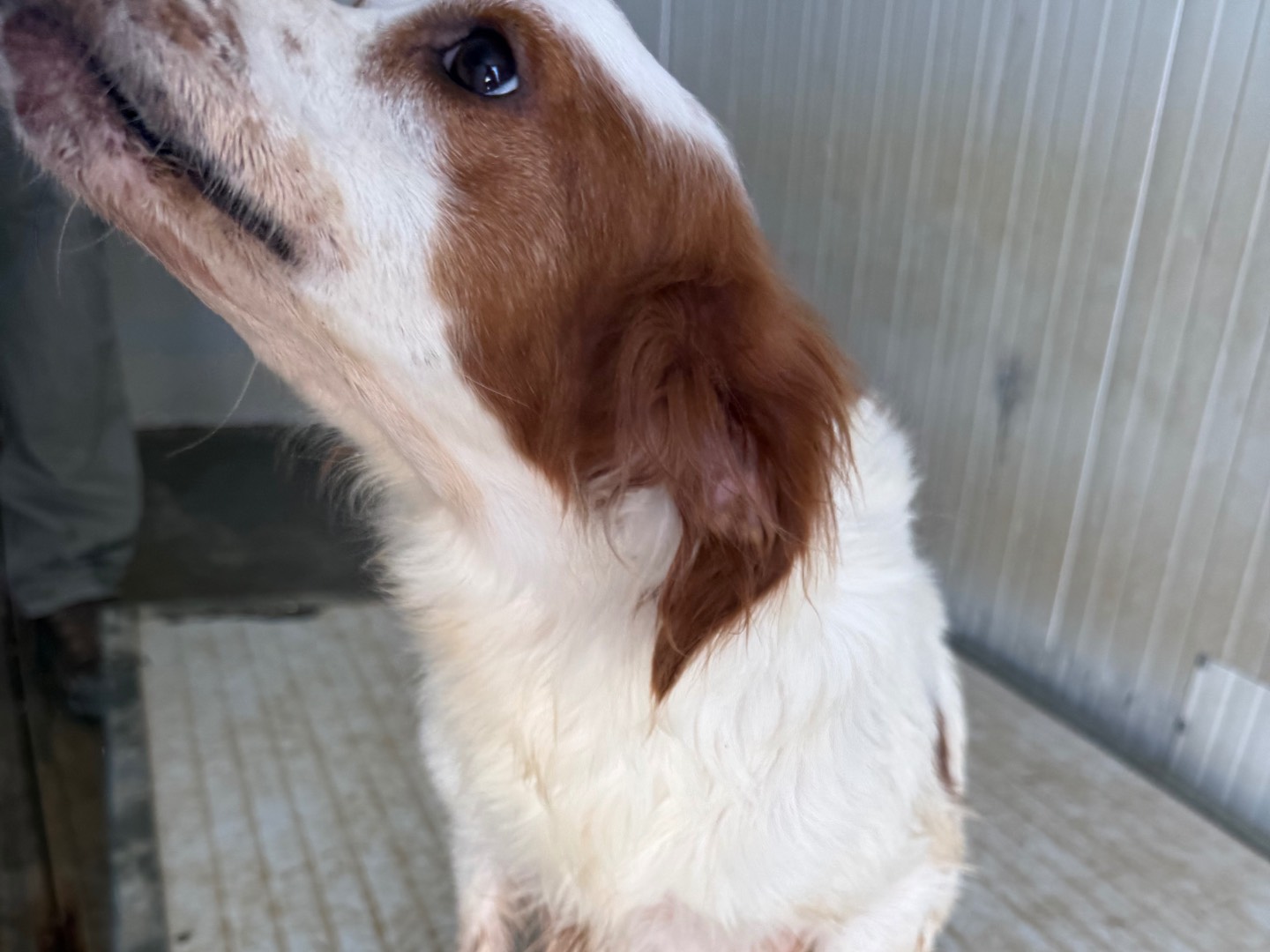Adotta un cane, maschio, 5 anni e 6 mesi, Latina