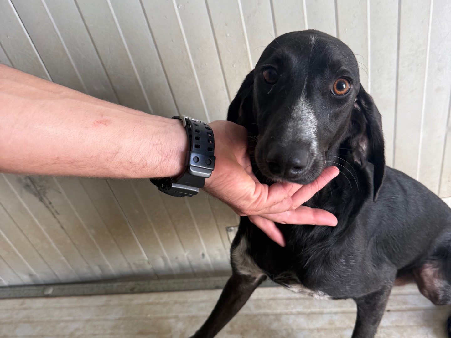 Adozione cane, maschio, Razza sconosciuta Razza sconosciuta, 1 anno e 4 mesi, taglia media contenuta, Latina
