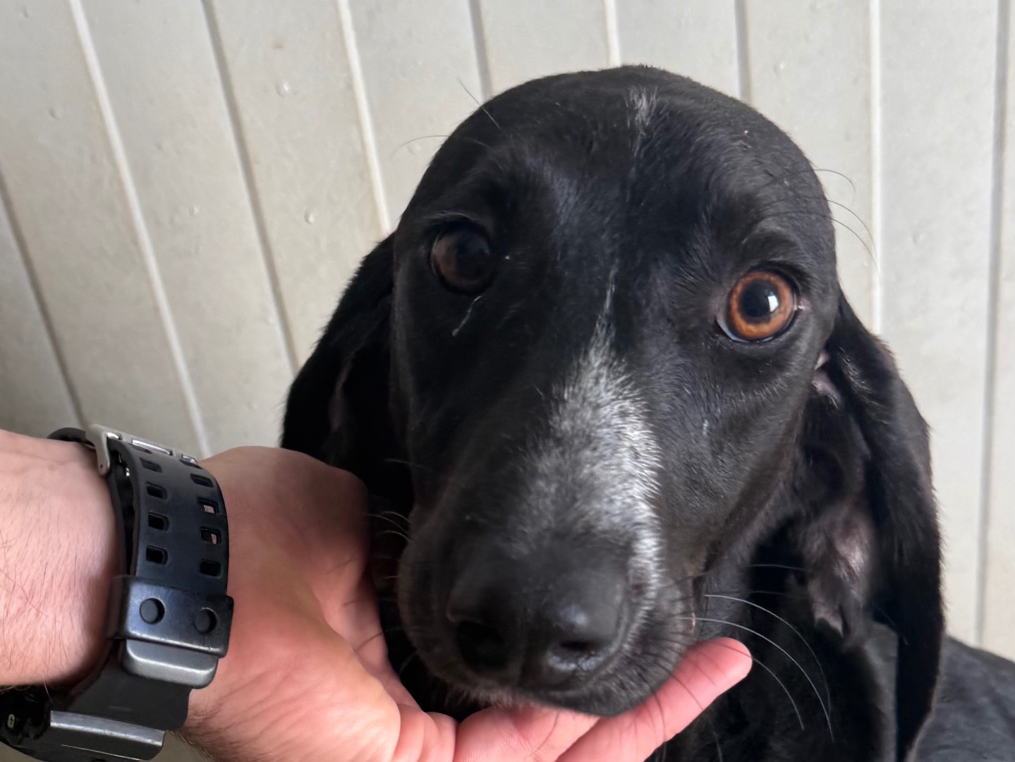 Adotta un cane, maschio, 1 anno e 4 mesi, Latina