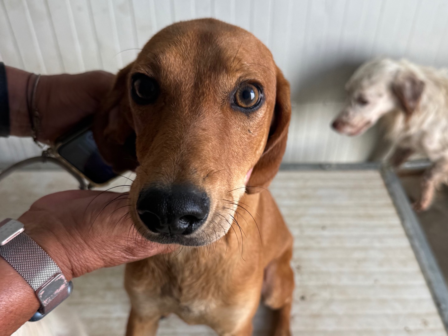 Adozione cane, maschio, Razza sconosciuta Razza sconosciuta, 1 anno e 4 mesi, taglia media contenuta, Latina