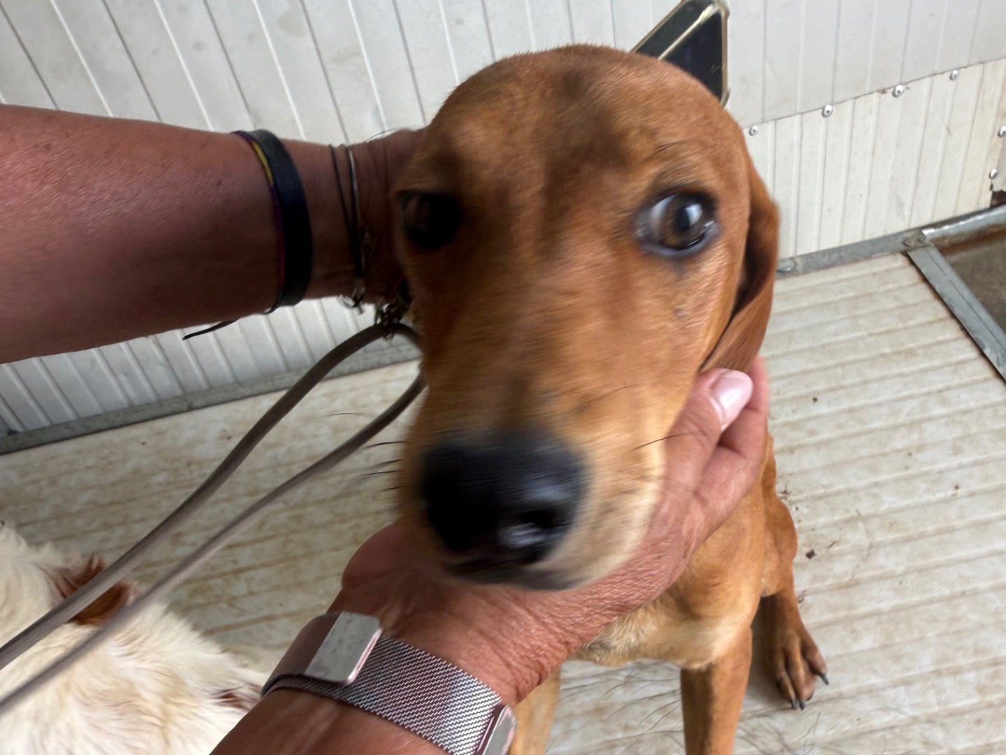 Adotta un cane, maschio, 1 anno e 4 mesi, Latina