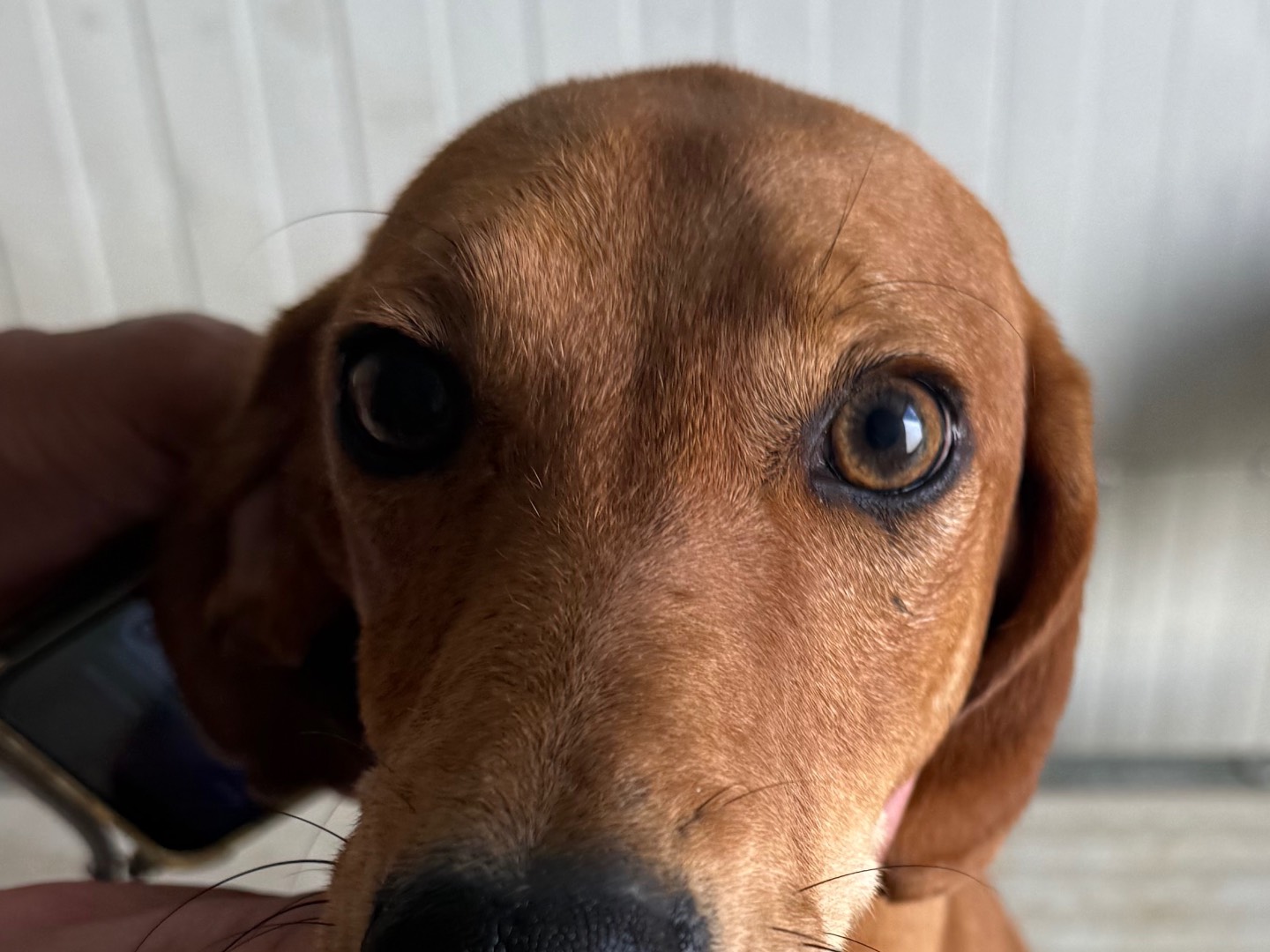 Adotta un cane, taglia media contenuta, maschio, Latina