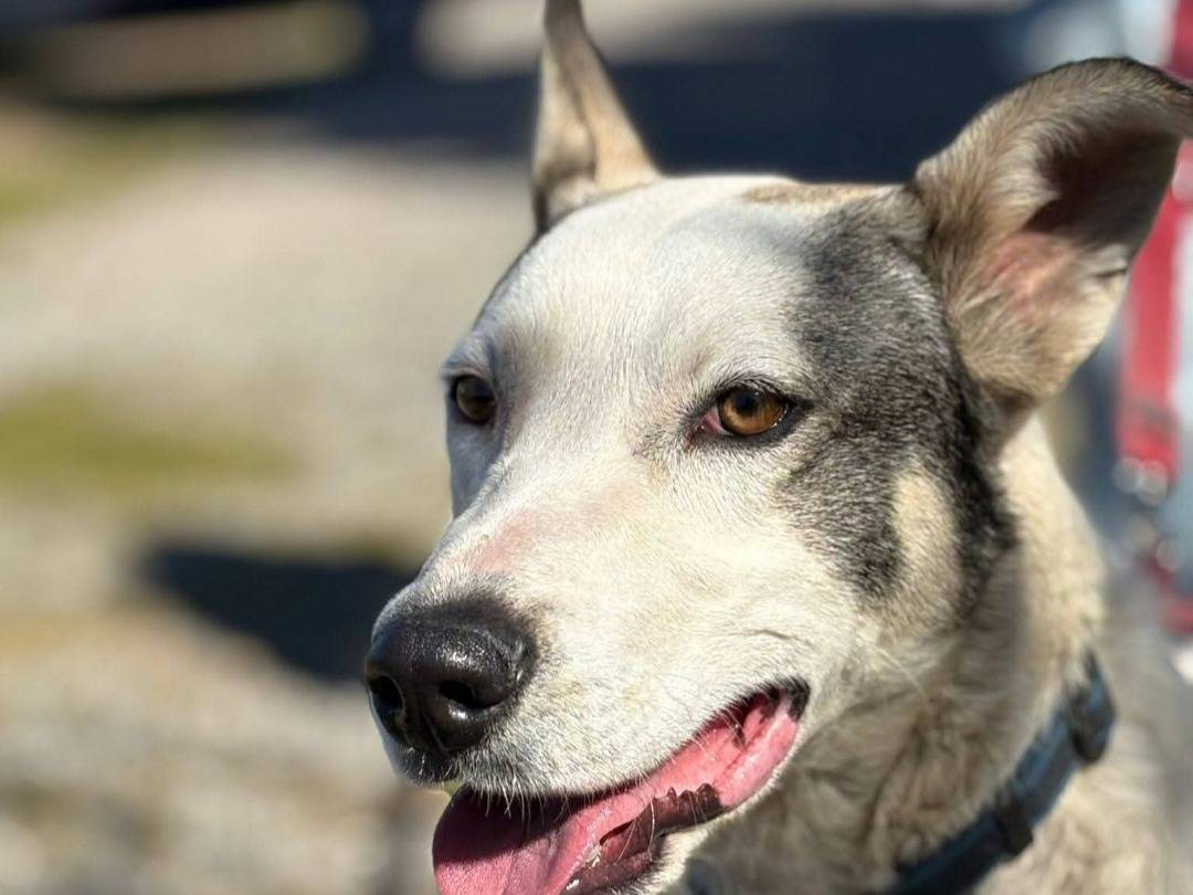 Adotta un cane, maschio, 1 anno e 5 mesi, Como