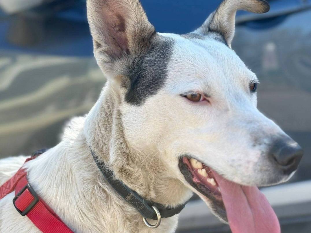 Adotta un cane, taglia media, maschio, Como
