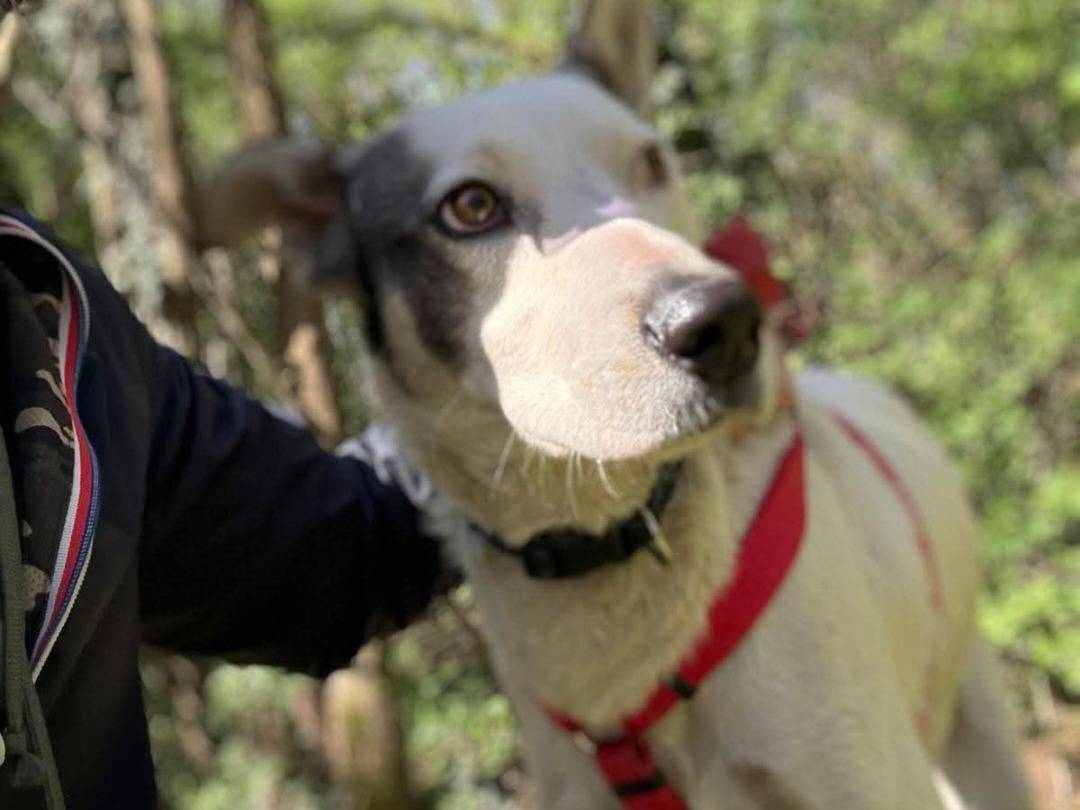 Vuoi adottare un cane a Como?