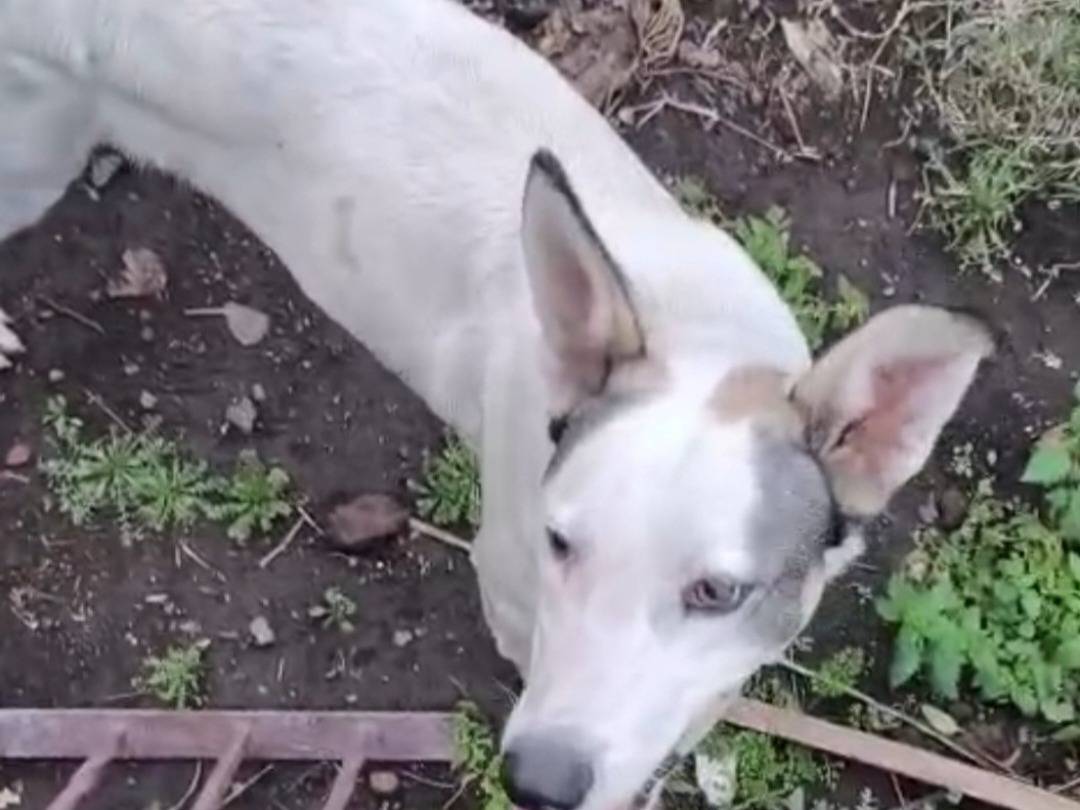 Adotta il cane Jack a Como
