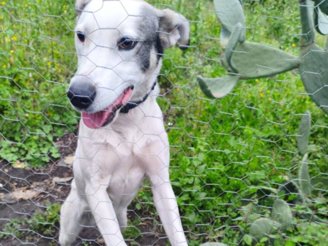 Adozione cane, maschio, Razza sconosciuta Razza sconosciuta, 1 anno e 5 mesi, taglia media, Como