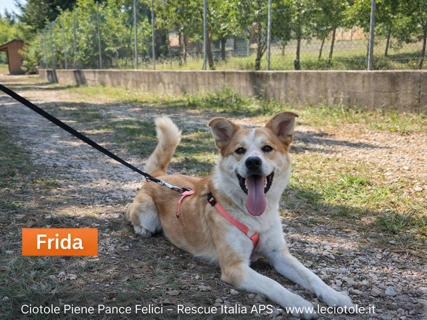 Adozione cane, femmina, Razza sconosciuta Razza sconosciuta, 3 anni e 2 mesi, taglia media, Avellino