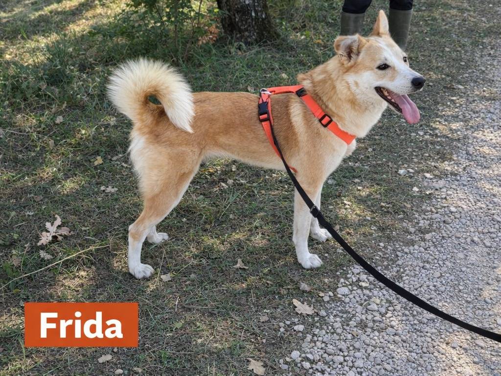 Adotta un cane, femmina, 3 anni e 2 mesi, Avellino