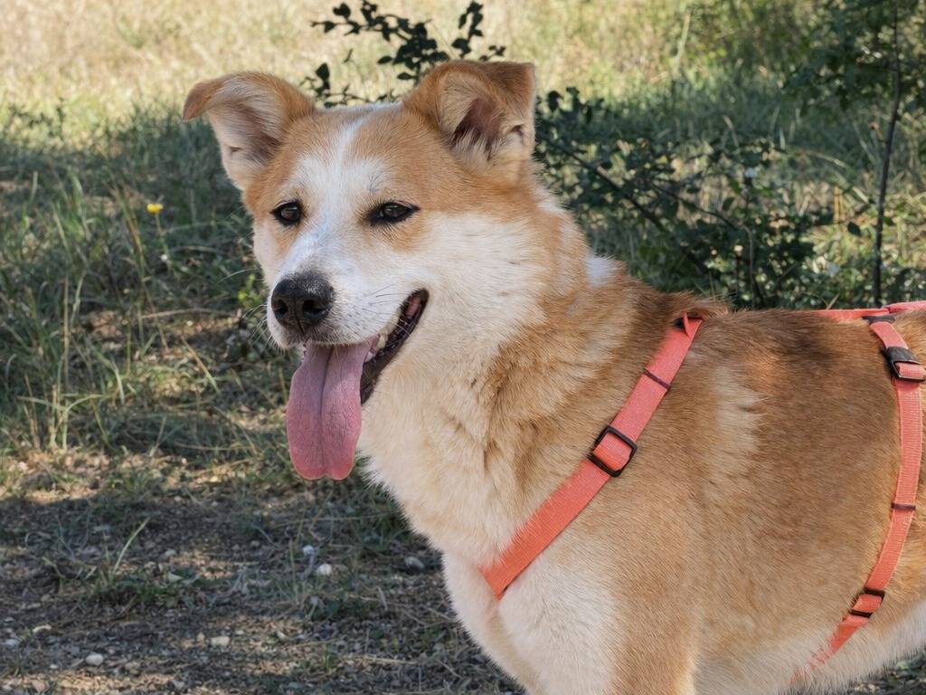 Adotta un cane, taglia media, femmina, Avellino