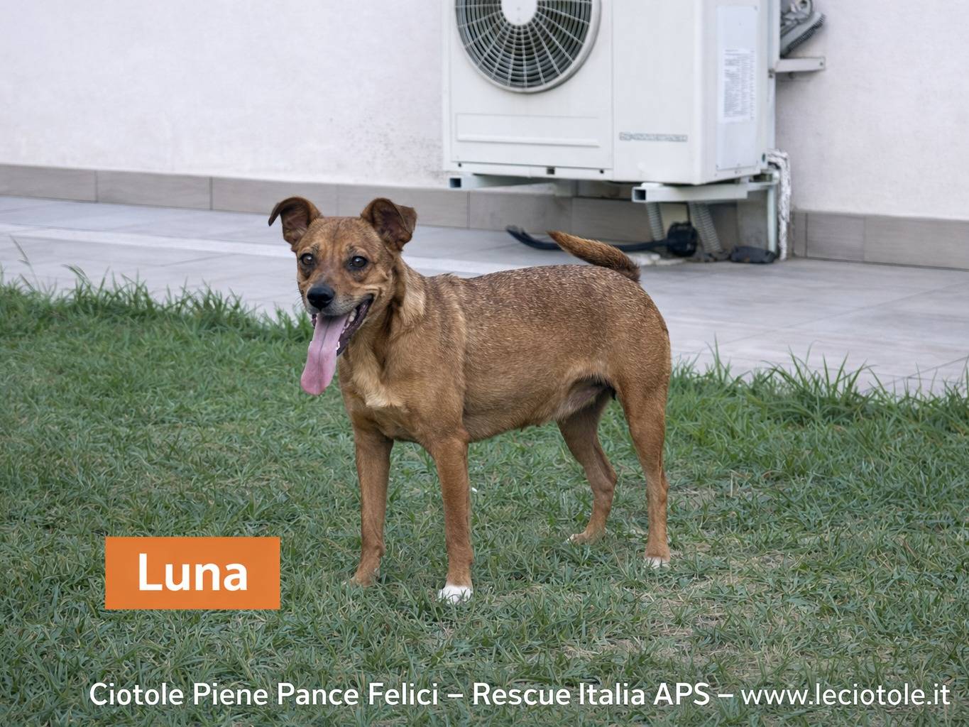 Adozione cane, femmina, Razza sconosciuta Razza sconosciuta, 4 anni e 1 mese, taglia media contenuta, Avellino