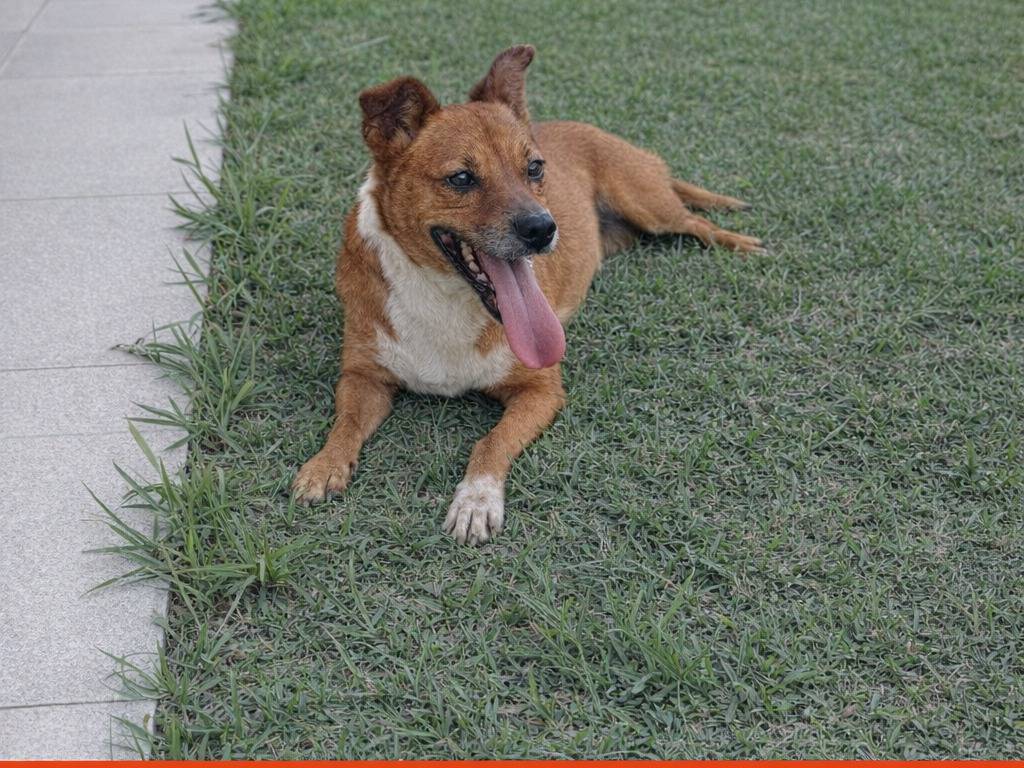 Adotta un cane, femmina, 4 anni e 1 mese, Avellino