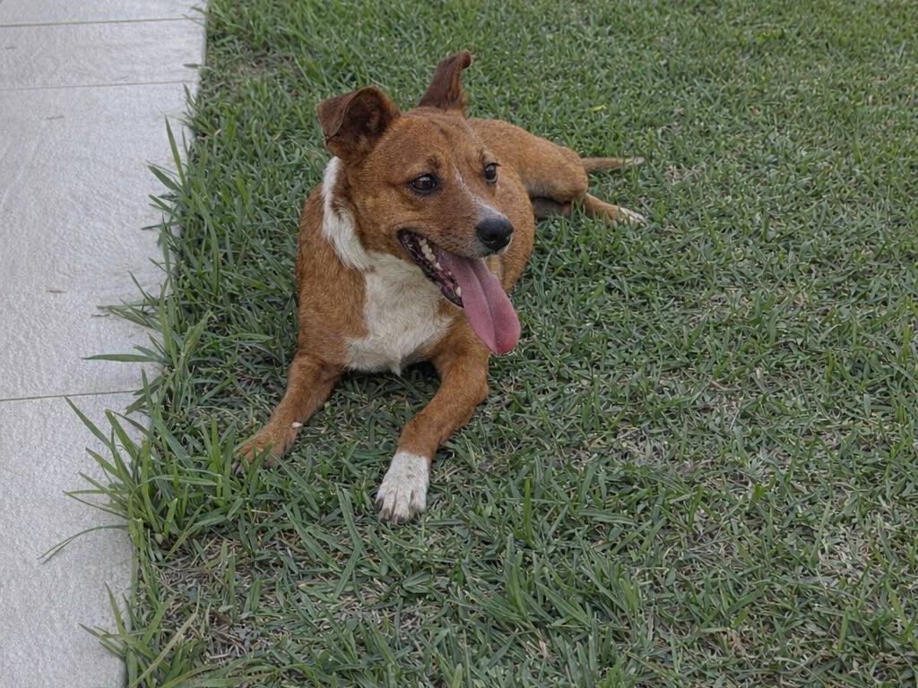 Adotta un cane, taglia media contenuta, femmina, Avellino
