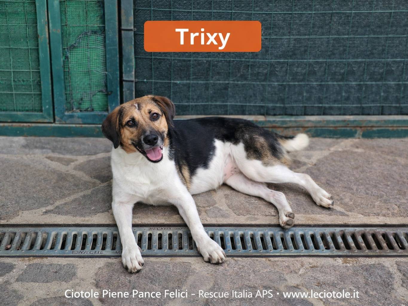 Adozione cane, femmina, Razza sconosciuta Razza sconosciuta, 7 mesi, taglia media, Avellino