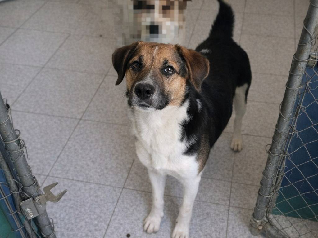Adotta un cane, femmina, 7 mesi, Avellino
