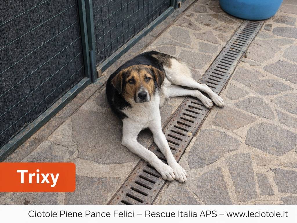 Adotta un cane, taglia media, femmina, Avellino
