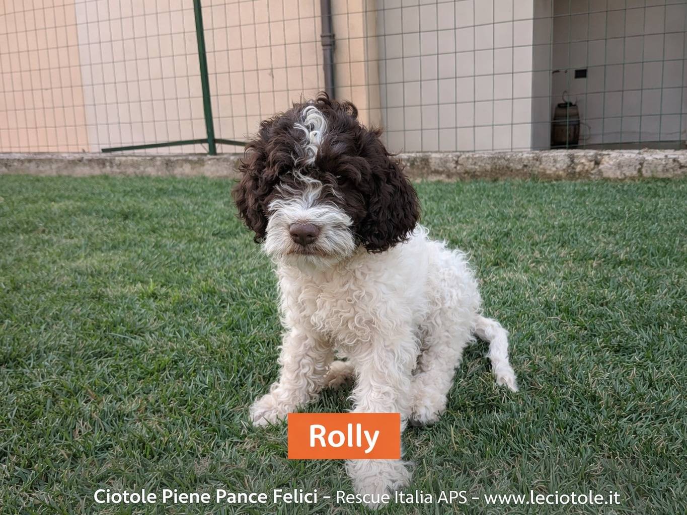 Adozione cane, maschio, Lagotto Razza sconosciuta, 3 mesi, taglia media, Avellino