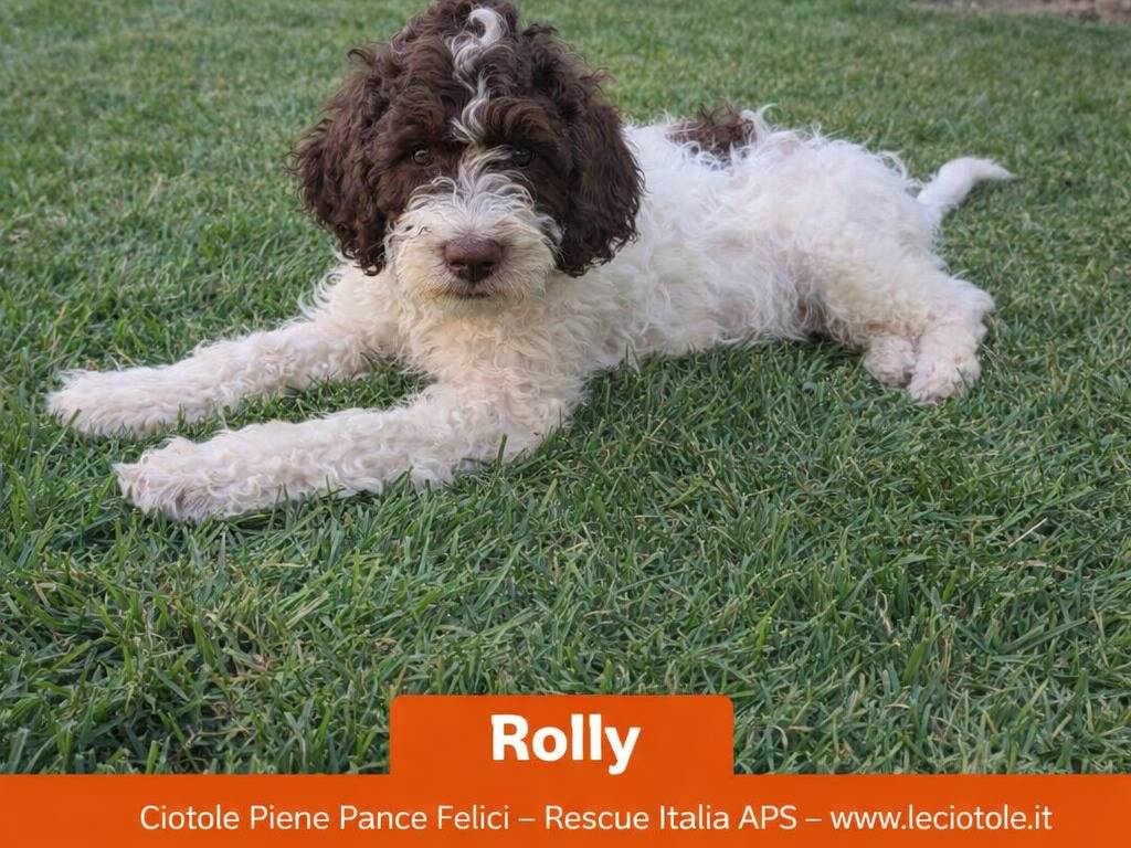 Adotta un cane, maschio, 3 mesi, Avellino