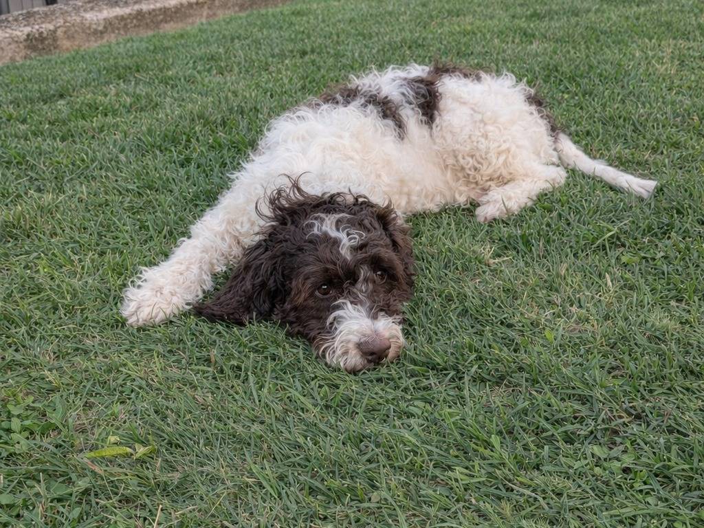 Adotta un cane, taglia media, maschio, Avellino