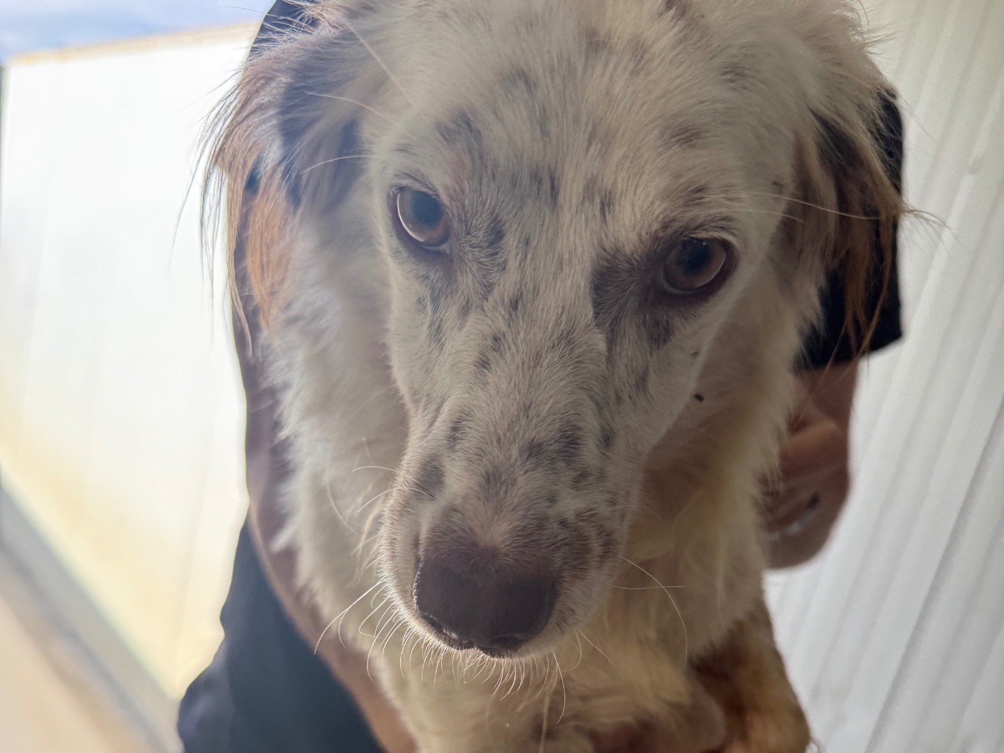 Adozione cane, maschio, Breton Razza sconosciuta, 9 mesi, taglia media contenuta, Latina