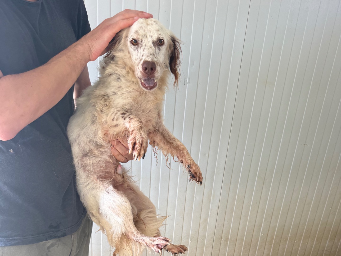 Adotta un cane, maschio, 9 mesi, Latina