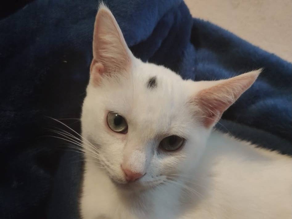 Adotta un gatto, maschio, 5 mesi, Brescia
