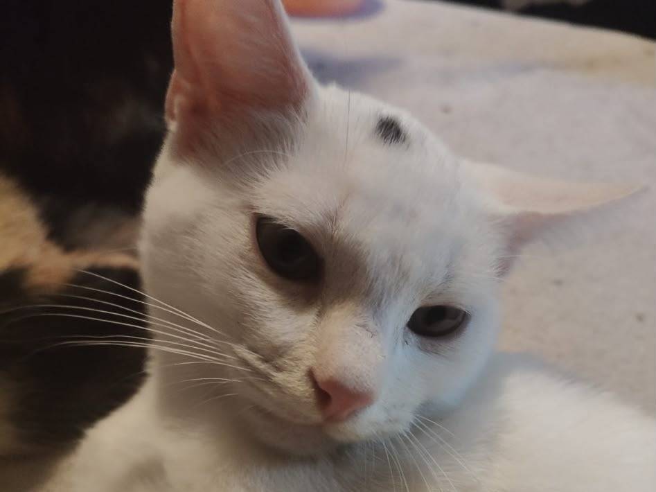 Adotta un gatto, taglia non valida, maschio, Brescia